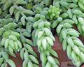 burro's tail 